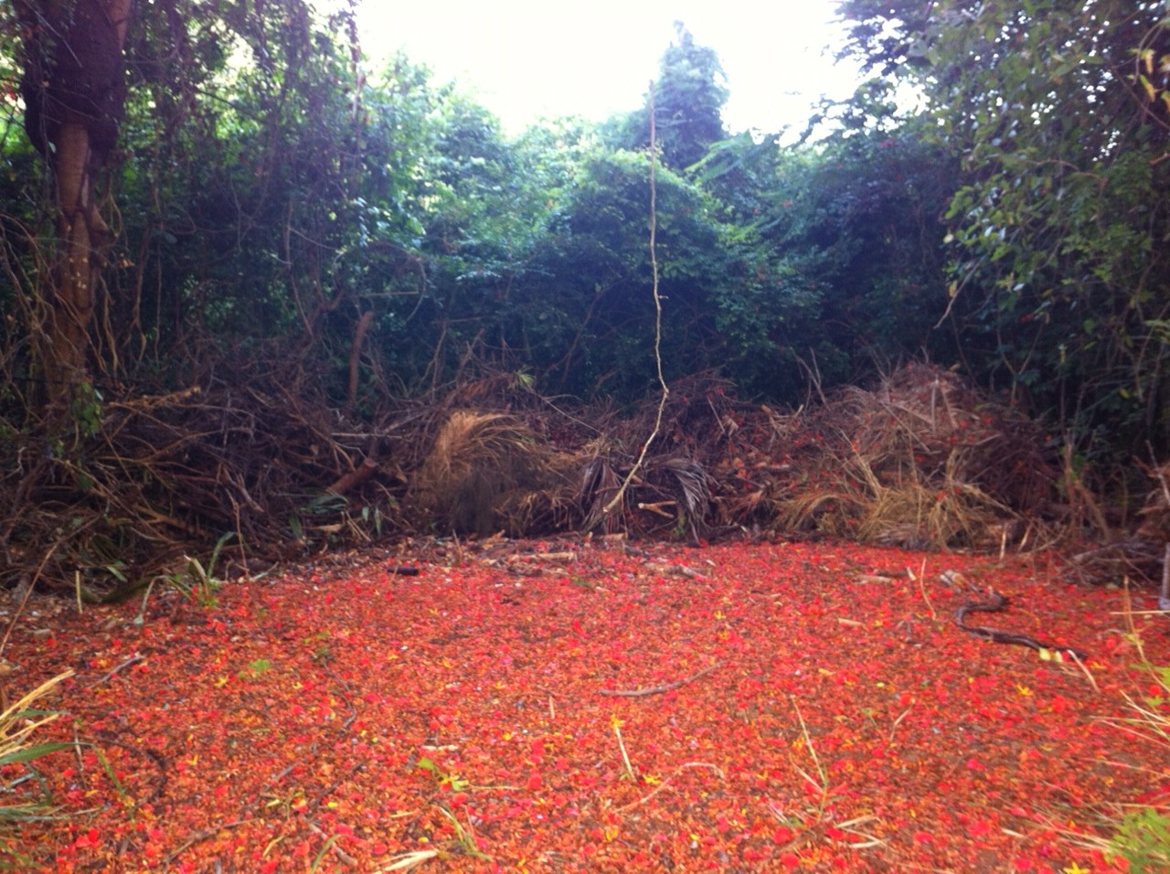 A natural chushr vine, from heaven to earth, in the center of the flamboyant carpet. Magical Meditation Space. 
